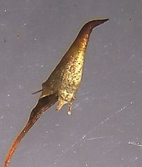 Schlotheimia knightii