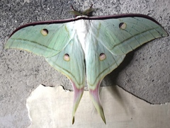 Actias selene