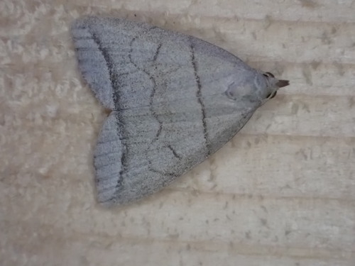 Small Fan-foot, Warmond, Nederland, photo 8 of 10