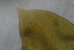 Schlotheimia knightii