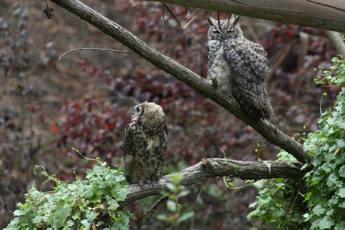 View observation of {o.common_name} on iNaturalist