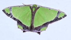 Agathia laetata