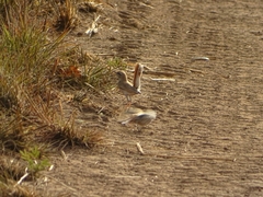 Cercotrichas