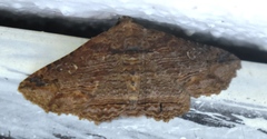 Anisoneura aluco