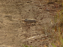 Cercotrichas