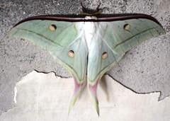 Actias selene