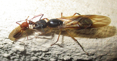 Camponotus mystaceus