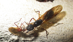 Camponotus mystaceus