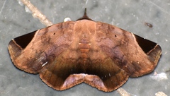 Psimada quadripennis