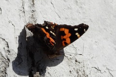 Vanessa indica indica