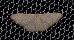 Idaea eretmopus