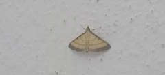 Cnaphalocrocis