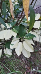 Schefflera