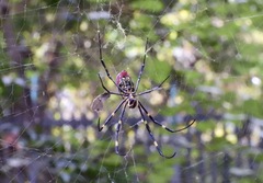 Trichonephila clavata