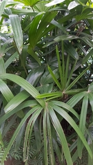 Arecaceae
