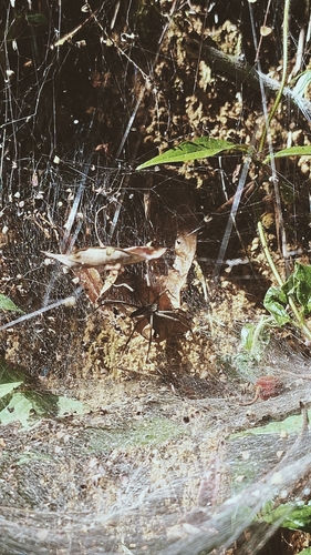 Aglaoctenus lagotis