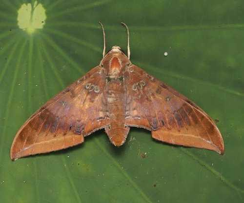 Cinnamon Gliding Hawkmoth
