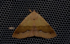 Ophyx ochroptera