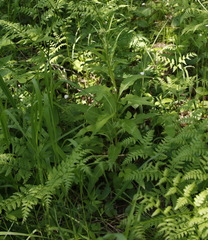 Saussurea pseudotilesii