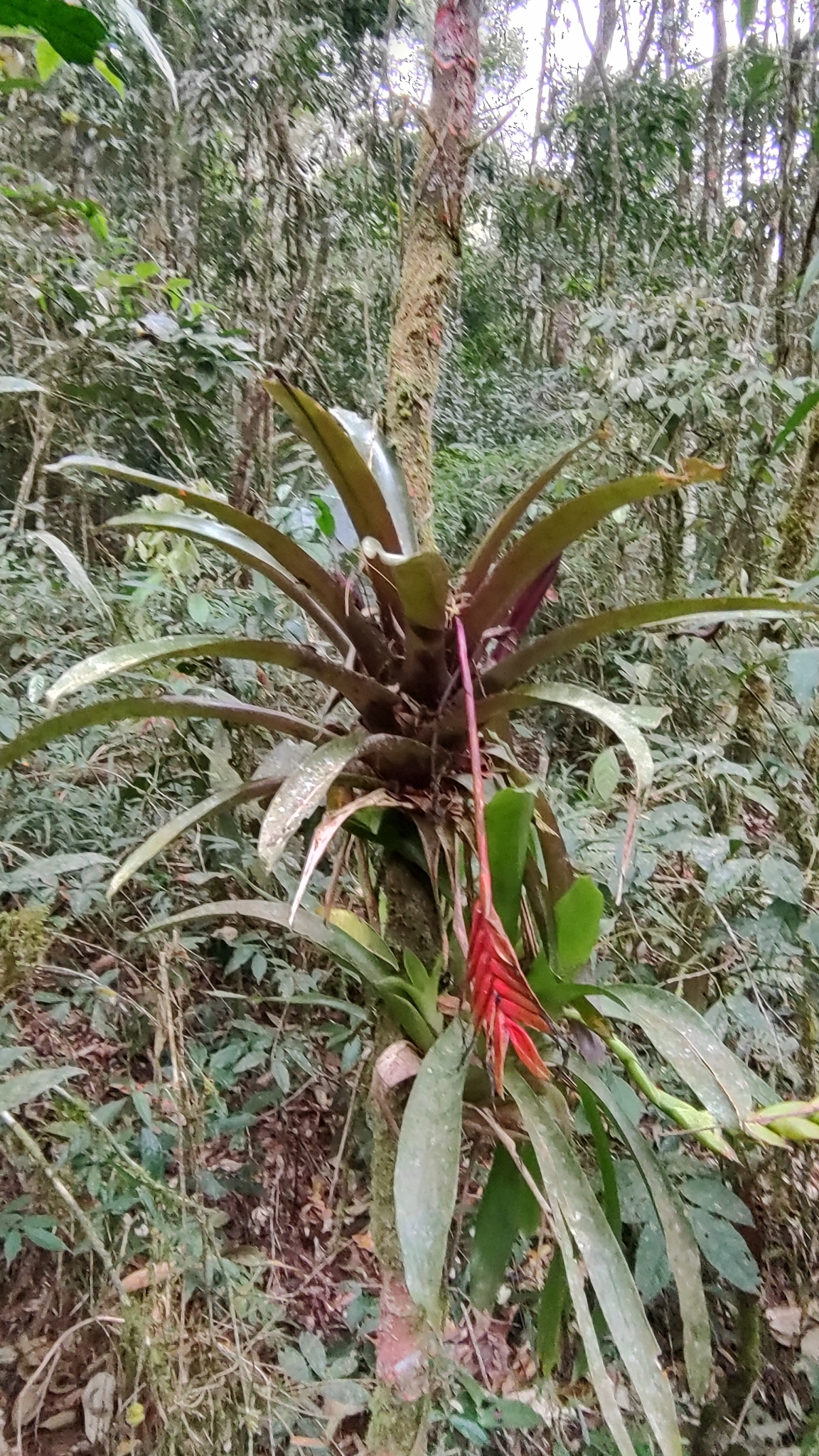 Vriesea carinata