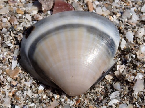 Rayed Trough Shell