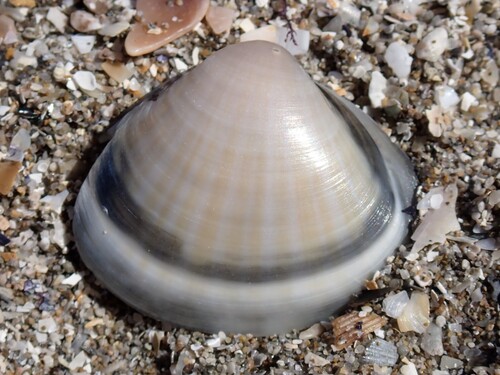 Rayed Trough Shell