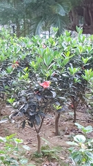 Rhododendron