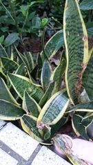 Sansevieria