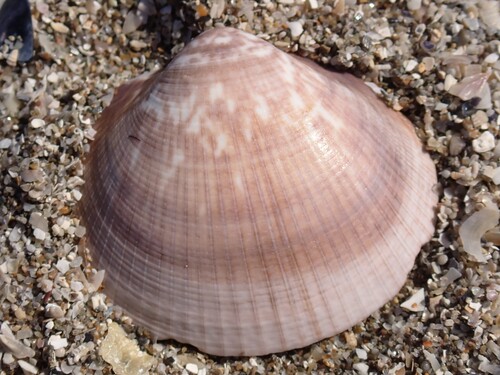 Violet Bittersweet Clam