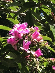 Pereskia grandifolia