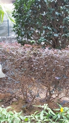 Loropetalum chinense