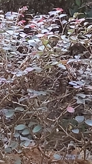 Loropetalum chinense