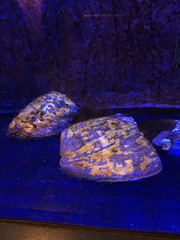 Haliotis sorenseni