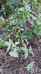 Torenia fournieri