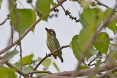 Psilopogon haemacephalus indicus