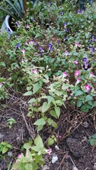 Torenia