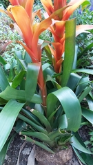 Guzmania
