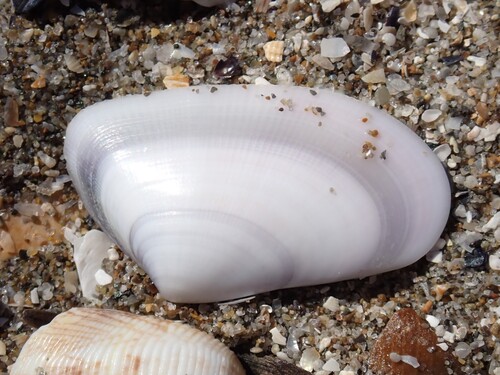 Wedge Clam