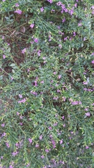 Cuphea hyssopifolia