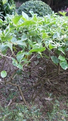 Magnoliopsida
