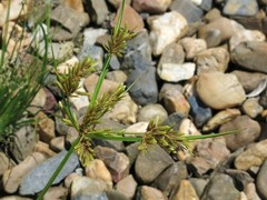 Cyperus iria