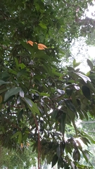 Magnoliopsida