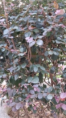 Loropetalum chinense