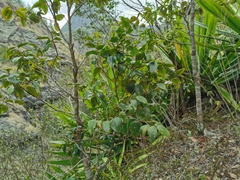 Securinega durissima