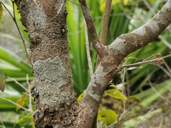 Securinega durissima