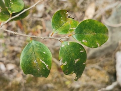 Securinega durissima