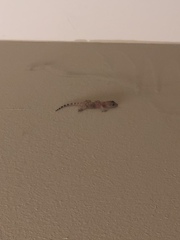 Hemidactylus turcicus