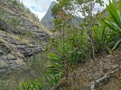 Securinega durissima