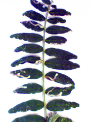 Liriomyza clianthi