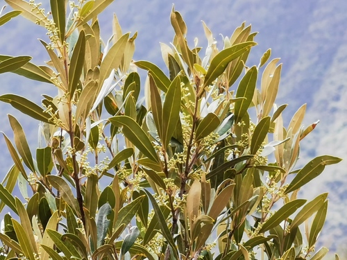 Olea europaea subsp. cuspidata image